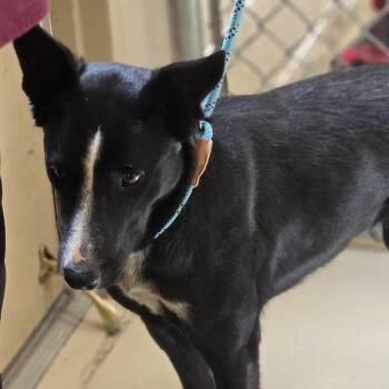 Cattle Dog Dogs Available for Adoption - Omelette | PetCurious