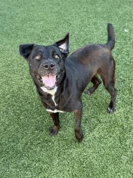 ITSY -  Mixed Breed Dog for Adoption in Dallas, Texas - ITSY | PetCurious