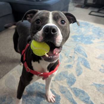 Pit Bull Terrier Dogs Available for Adoption in Peotone, Illinois - Lex | PetCurious