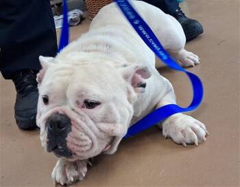 TULIP -  American Bulldog and Mixed Breed Dog for Adoption in Chula Vista, California - TULIP | PetCurious