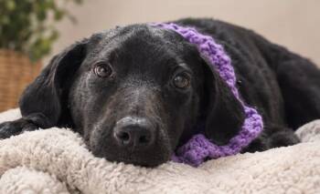 Mika -  Black Labrador Retriever Dog for Adoption in Rollingwood, Texas - Mika | PetCurious