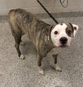 Sandy -  Pit Bull Terrier and Mixed Breed Dog for Adoption in Kansas City, Missouri - Sandy | PetCurious