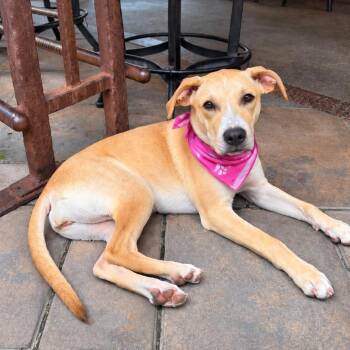 Georgia -  Pit Bull Terrier and Yellow Labrador Retriever Dog for Adoption in Levittown, New York - Georgia | PetCurious