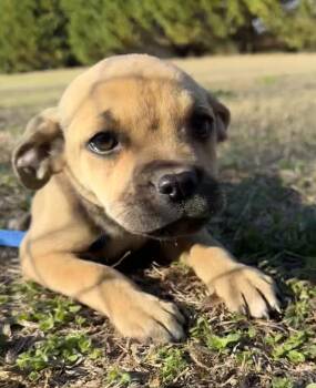 Boxer and Pit Bull Terrier Dogs Available for Adoption - Piper | PetCurious