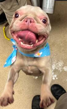 French Bulldog Dogs Available for Adoption in Plano, Texas - Skye A216866 | PetCurious