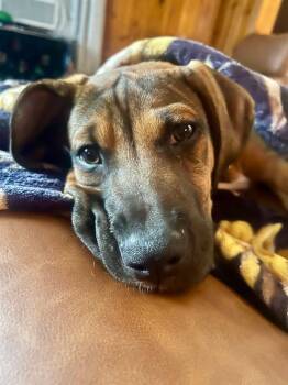 Chuck -  Hound and Mountain Cur Dog for Adoption in Salamanca, New York - Chuck | PetCurious