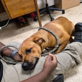Nekoma -  Pit Bull Terrier Dog for Adoption in Birmingham, Alabama - Nekoma | PetCurious