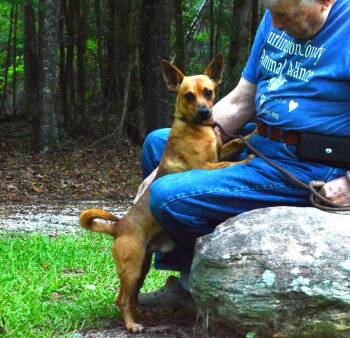 Duncan -  Dachshund and Chihuahua Dog for Adoption in Willingboro, New Jersey - Duncan | PetCurious