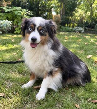 Lexi -  Australian Shepherd Dog for Adoption in Puyallup, Washington - Lexi | PetCurious