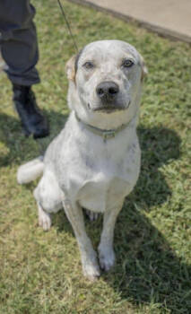 Rescue Australian Cattle Dog Blue Heeler and Mixed Breed Dogs for Adoption in Fort Worth, Texas - Shiloh | PetCurious