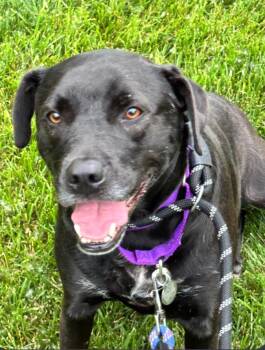 Boxer and Labrador Retriever Dogs Available for Adoption in Carroll, Ohio - MARLA | PetCurious