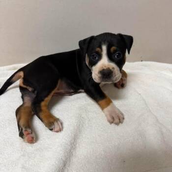 M&M -  Pit Bull Terrier Dog for Adoption in Jarrettsville, Maryland - M&M | PetCurious