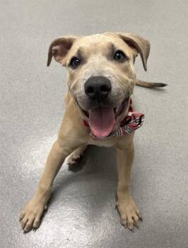 LITTLE BEAR -  Pit Bull Terrier Dog for Adoption in San Francisco, California - LITTLE BEAR | PetCurious