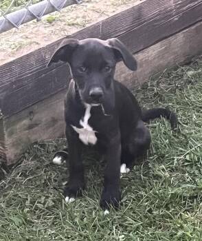 Inky -  Australian Shepherd Dog for Adoption in Troy, Missouri - Inky | PetCurious