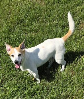 Peanut -  Jack Russell Terrier Dog for Adoption in Momence, Illinois - Peanut | PetCurious