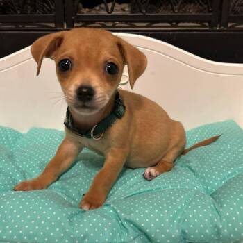 Chihuahua Dogs Available for Adoption in Fort Worth, Texas - Pluto | PetCurious
