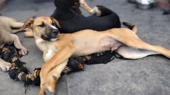 Striker -  Black Mouth Cur Dog for Adoption in Harlingen, Texas - Striker | PetCurious