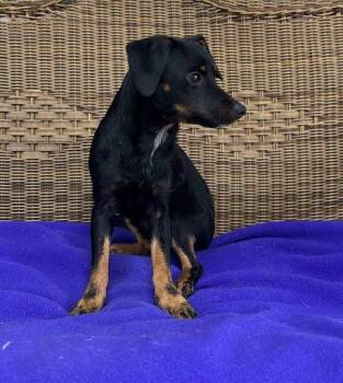 PeeWee -  Wirehaired Terrier Dog for Adoption in Marshall, Texas - PeeWee | PetCurious