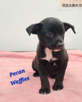 Pecan Waffles -  Australian Shepherd Dog for Adoption in Cambridge, Maryland - Pecan Waffles | PetCurious