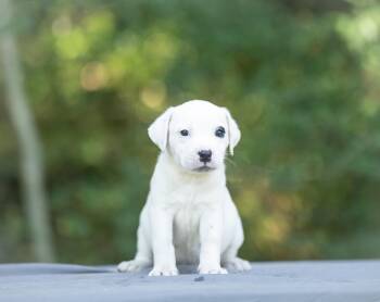 Bonnie -  American Bulldog and Bulldog Dog for Adoption in Lucedale, Mississippi - Bonnie | PetCurious