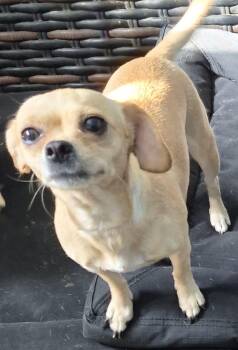 Rescue Chihuahua Dogs for Adoption in Carrollton, Texas - Sally | PetCurious