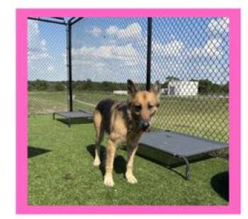 Rescue German Shepherd Dog Dogs for Adoption in Sachse, Texas - Princess | PetCurious