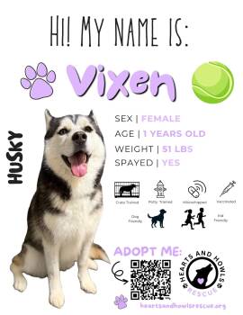 Siberian Husky Dogs Available for Adoption in Forney, Texas - Vixen  | PetCurious