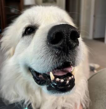Great Pyrenees Dogs Available for Adoption - Molly Morgan | PetCurious