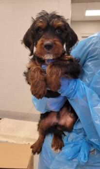 Mixed Breed Dogs Available for Adoption in Chillicothe, Ohio - Rectangle | PetCurious