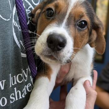 Skipper -  Hound Dog for Adoption - Skipper | PetCurious