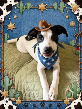 Manny -  Mixed Breed Dog for Adoption in Tonawanda, New York - Manny | PetCurious