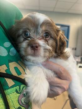 Daisy (ID 51405) -  Cockapoo and Shih Tzu Dog for Adoption in Manassas, Virginia - Daisy (ID 51405) | PetCurious