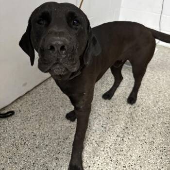 Gentleman -  Mastiff and Mixed Breed Dog for Adoption in Hattiesburg, Mississippi - Gentleman | PetCurious