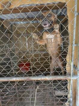 SIZZLA -  Pit Bull Terrier Dog for Adoption in Fort Lauderdale, Florida - SIZZLA | PetCurious