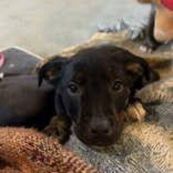 Mixed Breed Dogs Available for Adoption - Coney | PetCurious