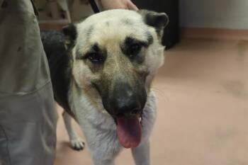 Mixed Breed Dogs Available for Adoption - CLOVERFIELD | PetCurious