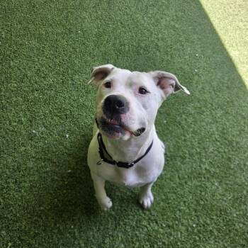 American Bulldog Dogs Available for Adoption in Jupiter, Florida - Bella | PetCurious