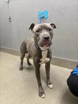 GOOGLY BEAR -  Pit Bull Terrier Dog for Adoption in Las Vegas, Nevada - GOOGLY BEAR | PetCurious
