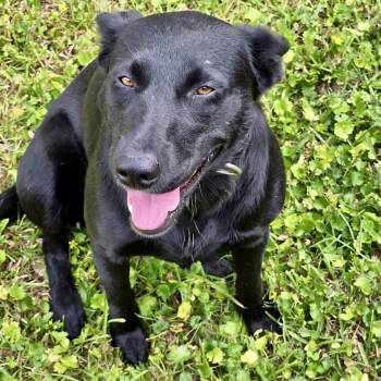 Labrador Retriever and Shepherd Dogs Available for Adoption in Houston, Texas - Beauty | PetCurious
