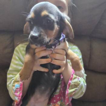 Abigail -  Beagle and Chihuahua Dog for Adoption in Lynchburg, Virginia - Abigail | PetCurious
