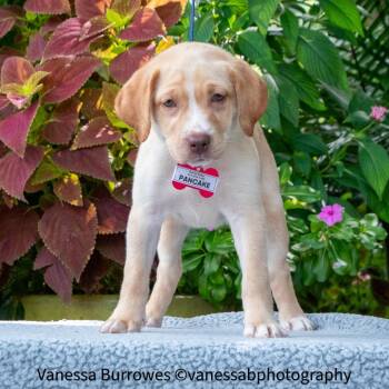 Pancake -  Retriever Dog for Adoption in Wake Forest, North Carolina - Pancake | PetCurious