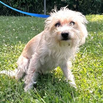 Scrappy -  Chihuahua and Pomeranian Dog for Adoption in Warrensburg, Missouri - Scrappy | PetCurious