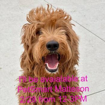 Golden Retriever and Poodle Dogs Available for Adoption - Whiskey Sinclair | PetCurious