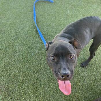 Smiley -  Mixed Breed Dog for Adoption in Philadelphia, Pennsylvania - Smiley | PetCurious