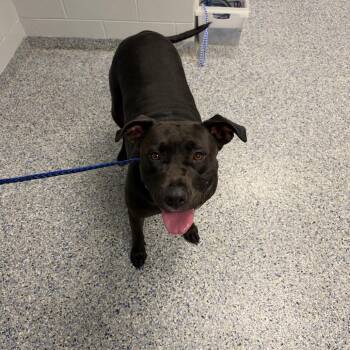 Marley -  Mixed Breed Dog for Adoption in Greenville, South Carolina - Marley | PetCurious