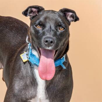 Rescue Labrador Retriever and Mixed Breed Dogs for Adoption in St. Louis, Missouri - BRITTANY | PetCurious