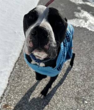 Pit Bull Terrier Dogs Available for Adoption - SPIRIT | PetCurious