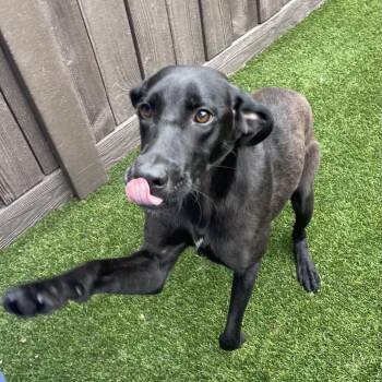 Buffy 6267 -  Labrador Retriever Dog for Adoption in Loxahatchee Groves, Florida - Buffy 6267 | PetCurious