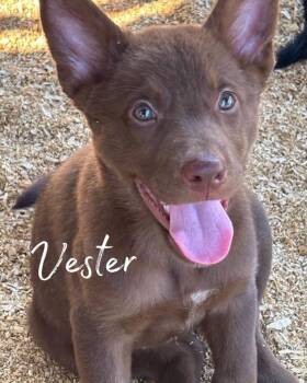 Vester -  German Shepherd Dog Dog for Adoption in Brookshire, Texas - Vester | PetCurious