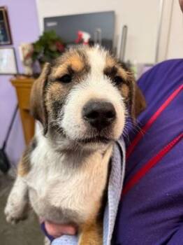 Ian -  Mixed Breed Dog Available for Adoption in West Chester, Pennsylvania - Ian | PetCurious